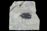 Lemureops Kilbeyi Trilobite - Fillmore Formation, Utah #94717-2